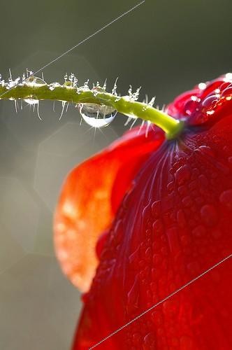 Biosphoto | 700078 | Drops of dew on a poppy in the Gers | &copy; Pierre-Paul Feyte / Biosphoto