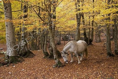 Biosphoto | 465391 | Drought horse in a beech forest in autumn Abruzzi Italia | &copy; Jean-Baptiste Strobel / Biosphoto