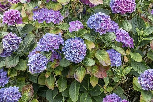 Biosphoto | 2543398 | Drought-stressed flowering Bigleaf hydrangea (Hydrangea macrophylla), Cotes-d'Armor, France | &copy; Marie Aymerez / Biosphoto