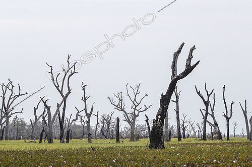 Biosphoto | 2570185 | Dry trees in the dry season at the edge of the Paraguay River, Pantanal, Brazil | &copy; Franco Banfi / Biosphoto