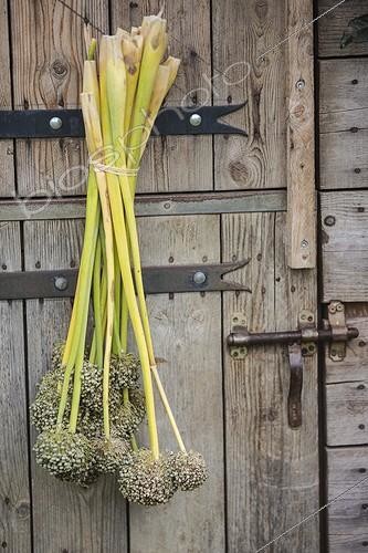 Biosphoto | 2047772 | Drying of leek heads in a garden | &copy; Jean-Michel Groult / Biosphoto