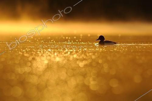 Biosphoto | 1501923 | Duck on Bambois lake at sunrise Belgium  ; Feather of mist | &copy; Jean-Pierre Frippiat / Biosphoto