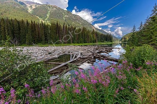 Biosphoto | 2613716 | Duffey Lake with driftwood and fireweed in the foreground, British Columbia, Canada. Duffey Lake Provincial Park in the Squamish-Lillooet Regional District, established in 1993, is a natural area home to grizzly bears, black bears, mountain goats, and great blue herons. The lake is located between Lillooet and Whistler, on the way to Vancouver. | &copy; Evelyne Boyard / Biosphoto