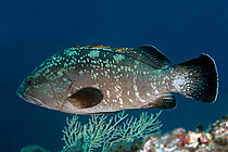 Biosphoto | 2622389 | Dusky grouper (Epinephelus marginatus). Diving site of the East Drop-Off. Sea Lion. Saint-Raphaël. Var. France. | &copy; Jean Cassou / Biosphoto