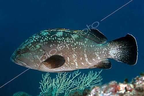 Biosphoto | 2622389 | Dusky grouper (Epinephelus marginatus). Diving site of the East Drop-Off. Sea Lion. Saint-Raphaël. Var. France. | &copy; Jean Cassou / Biosphoto