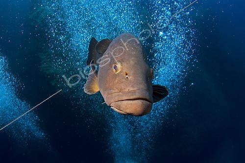 Biosphoto | 2148822 | Dusky Grouper (Epinephelus marginatus), Scandola, Corsica, mediterranean Sea | &copy; Jean-Michel Mille / Biosphoto