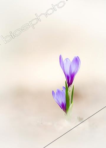 Biosphoto | 2407163 | Dutch crocus (Crocus vernus) flowers, Hautes-Alpes, France | &copy; Benoît Outrey / Biosphoto