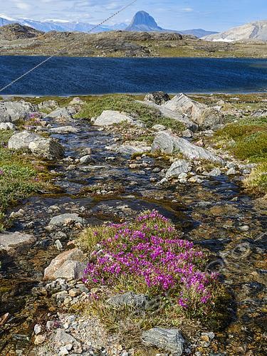 Biosphoto | 2573735 | Dwarf fireweed or river beauty willowherb local name Niviarsiaq (Epilobium latifolium), the national flower of Greenland. Drygalski Peninsula in the Uummannaq Fjord System in the northwest of Greenland, north of the polar circle. north america, Greenland, danish territory, summer | &copy; Martin Zwick / Biosphoto