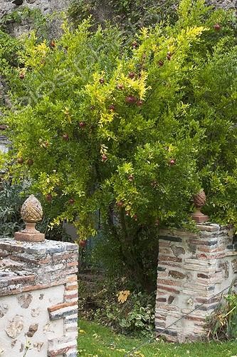 Biosphoto | 741986 | Dwarf pomegranate 'Nana' in a garden in autumn | &copy; NouN / Biosphoto