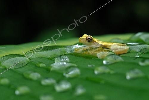 Biosphoto | 615216 | Dwarf treefrog in water after a rain shower French Guiana  | &copy; Robin Monchâtre / Biosphoto