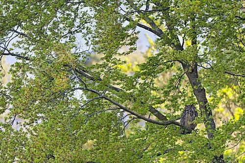 Biosphoto | 2625870 | Eagle-Owl (Bubo bubo) adult perched on a beech tree in a daytime roost, Luxembourg. | &copy; Michel Poinsignon / Biosphoto