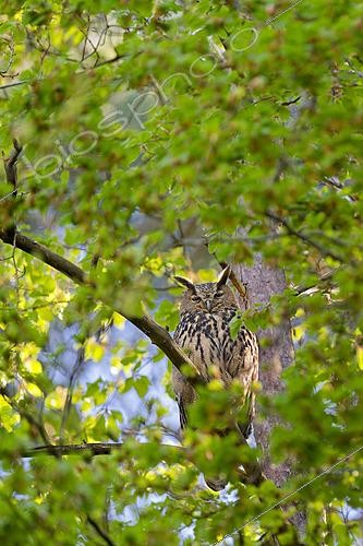 Biosphoto | 2625871 | Eagle-Owl (Bubo bubo) adult perched on a tree during the day, Luxembourg. | &copy; Michel Poinsignon / Biosphoto