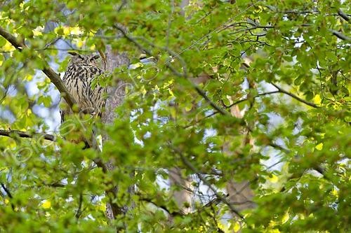 Biosphoto | 2625873 | Eagle-Owl (Bubo bubo) adult perched on a tree during the day, Luxembourg. | &copy; Michel Poinsignon / Biosphoto