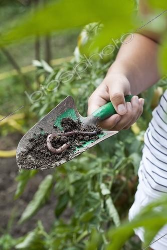 Biosphoto | 1621878 | Earthworm on a transplanter | &copy; Gilles Le Scanff & Joëlle-Caroline Mayer / Biosphoto