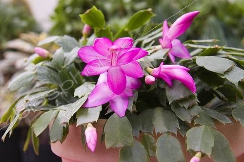 Biosphoto | 993379 | Easter cactus in pot | &copy; Lamontagne / Biosphoto
