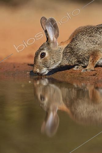 Biosphoto | 2433370 | Eastern Cottontail (Sylvilagus floridanus), adult drinking at pond, South Texas, USA, North America | &copy; Rolf Nussbaumer / imageBROKER / Biosphoto