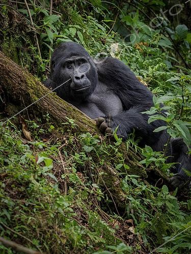 Biosphoto | 2608548 | Eastern Gorilla (Gorilla beringei), adult female, Bwindi Impenetrable Forest, Uganda | &copy; Ignacio Yufera / Biosphoto
