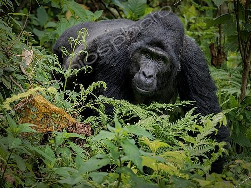 Biosphoto | 2608549 | Eastern Gorilla (Gorilla beringei), adult female, Bwindi Impenetrable Forest, Uganda | &copy; Ignacio Yufera / Biosphoto