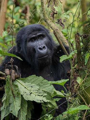 Biosphoto | 2608825 | Eastern Gorilla (Gorilla beringei), adult female, Bwindi Impenetrable Forest, Uganda | &copy; Ignacio Yufera / Biosphoto