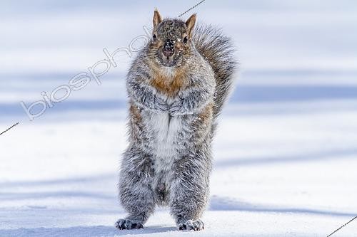 Biosphoto | 2620303 | Eastern gray squirrel (Sciurus carolinensis) chased by red fox and running, Botanical garden, Montreal, Quebec, Canada | &copy; Philippe Henry / Biosphoto