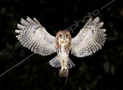 Biosphoto | 2412858 | Eastern Screech Owl (Megascops asio) flying with prey, Texas, USA | &copy; Alan Murphy / BIA / Biosphoto