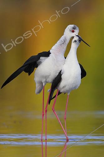 Biosphoto | 2422665 | Echasse blanche (Himantopus himantopus) couple en parade nuptiale, Campanie, Italie | &copy; Saverio Gatto / Biosphoto