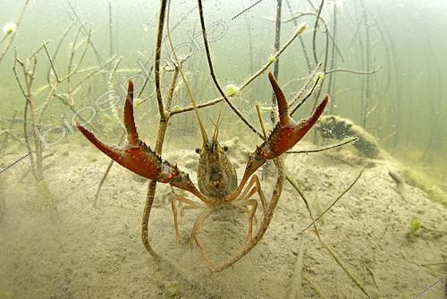 Biosphoto | 2088800 | Ecrevisse de Louisiane (Procambarus clarkii) dans une mare, Loir et Cher, Prairies du Fouzon, France | &copy; Bruno Guénard / Biosphoto