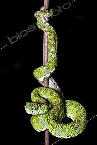 Biosphoto | 2628105 | Ecuadorian eyelash viper (Bothriechis nitidus), Mindo, Ecuador. | &copy; Vincent Premel / Biosphoto