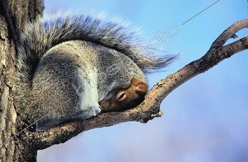 Biosphoto | 75045 | Ecureuil gris se protégeant contre le froid  ; Jardin botanique de Montréal | &copy; Philippe Henry / Biosphoto