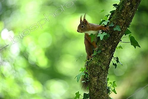 Biosphoto | 2621659 | Ecureuil roux (Sciurus vulgaris) aux aguets sur une branche, Banlieue nantaise, France. | &copy; Guy Piton / Biosphoto