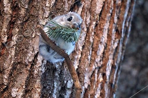 Biosphoto | 2617767 | Ecureuil volant du Japon (Pteromys momonga) mangeant des aiguilles de pins perché sur un arbre en février, Hokkaido, Japon | &copy; Stéphan Bonneau / Biosphoto