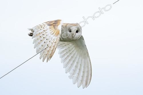 Biosphoto | 2627214 | Effraie des clochers (Tyto alba) en vol au coucher du soleil | &copy; Frédéric Desmette / Biosphoto