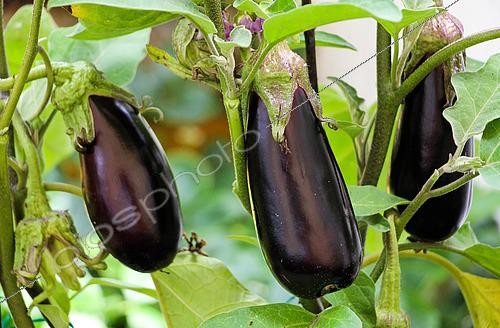 Biosphoto | 2575175 | Eggplant (Solanum melongena), Sarthe, France | &copy; Michel Gile / Biosphoto