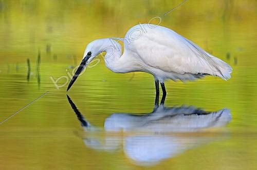 Biosphoto | 1196121 | Egret and reflection area's natural Allan France  | &copy; Dominique Delfino / Biosphoto