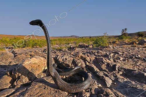 Biosphoto | 2612810 | Egyptian cobra (Naja haje), aposematic posture, Ouarzazate region, Morocco. | &copy; Daniel Heuclin / Biosphoto