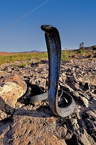 Biosphoto | 2612811 | Egyptian cobra (Naja haje), aposematic posture, Ouarzazate region, Morocco. | &copy; Daniel Heuclin / Biosphoto