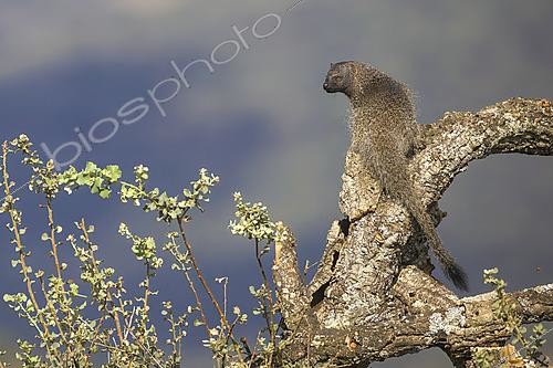 Biosphoto | 2610319 | Egyptian mongoose (Herpestes ichneumon), moving in a tree, Spain | &copy; Emile Barbelette / Biosphoto