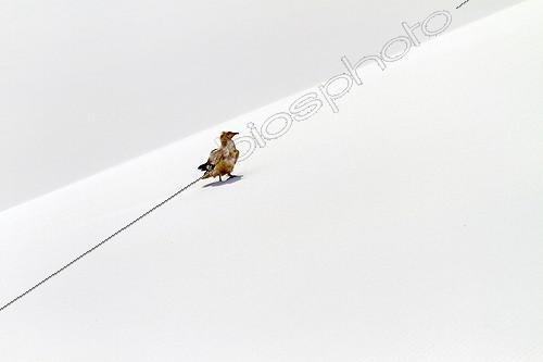 Biosphoto | 1547369 | Egyptian Vulture landing on a sand dune Socotra island Yemen | &copy; Sylvain Cordier / Biosphoto