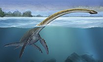 Biosphoto | 2478527 | Elasmosaurus platyurus, a prehistoric dinosaur from the Cretaceous period. | &copy; Sergey Krasovskiy / Stocktrek Images / Biosphoto