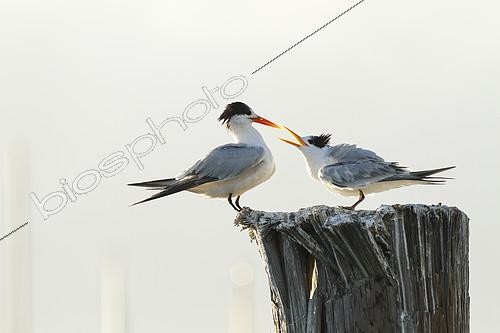 Biosphoto | 2395546 | Elegant tern (Thalasseus elegans) juvenile food begging on a pole, Sausalito, San Francisco Bay, California, | &copy; Jack Chapman / Biosphoto
