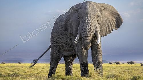Biosphoto | 2615767 | Eléphant de savane d'Afrique (Loxodonta africana), grand mâle dans la savane, Amboseli, Kenya | &copy; Christophe Ravier / Biosphoto