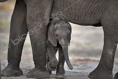 Biosphoto | 2623060 | Eléphant de savane d'Afrique (loxodonta africana) éléphanteau, Botswana | &copy; Michel Bureau / Biosphoto