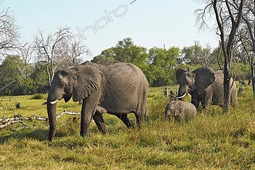 Biosphoto | 2623097 | Eléphant de savane d'Afrique (Loxodonta africana) femelles et éléphanteau. Botswana. | &copy; Michel Bureau / Biosphoto