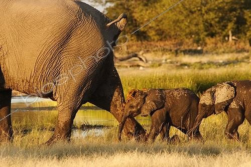 Biosphoto | 612585 | Elephant female defecated on the elephant which follows | &copy; Brigitte Marcon / Biosphoto