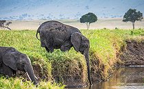 Biosphoto | 2544181 | Elephant (Loxodonta africana) is drinking water in the savannah. Elephant let down his trunk down into the pond. Masai Mara National park. Serengeti National park. Kenya. Tanzania. | &copy; Andrey Gudkov / Biosphoto