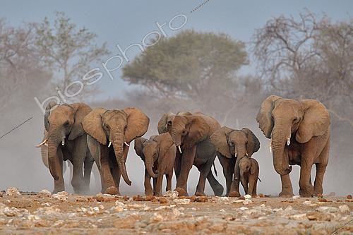 Biosphoto | 2622913 | Eléphants d'Afrique (Loxodonta africana), P.N. Etosha, Namibie | &copy; Michel Bureau / Biosphoto