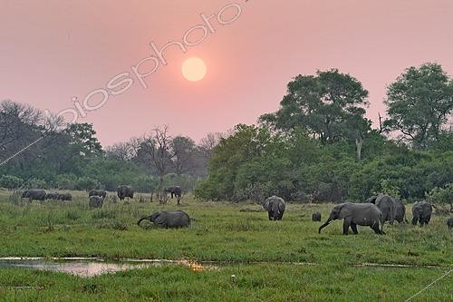 Biosphoto | 2623040 | Eléphants d'Afrique (Loxodonta loxodonta) au crépuscule. Botswana | &copy; Michel Bureau / Biosphoto