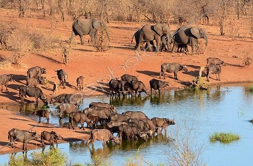 Biosphoto | 2045900 | Elephants and Buffaloes at waterhole - Zimbabwe Hwange ; All the ponds of the Hwange National Park are artificials. There were dug in 1928 when the park was created. | &copy; Antoine Lorgnier / Biosphoto