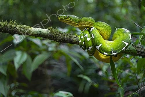 Biosphoto | 2564645 | Emerald Boa (Corallus caninus) moving on a liana, Petit saut, French Guiana | &copy; Vincent Premel / Biosphoto