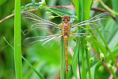 Biosphoto | 2623112 | Emergence of a dragonfly (Anisoptera) at the edge of a pond, municipality of Couffy, Loir-et-Cher, France. | &copy; Bruno Guénard / Biosphoto